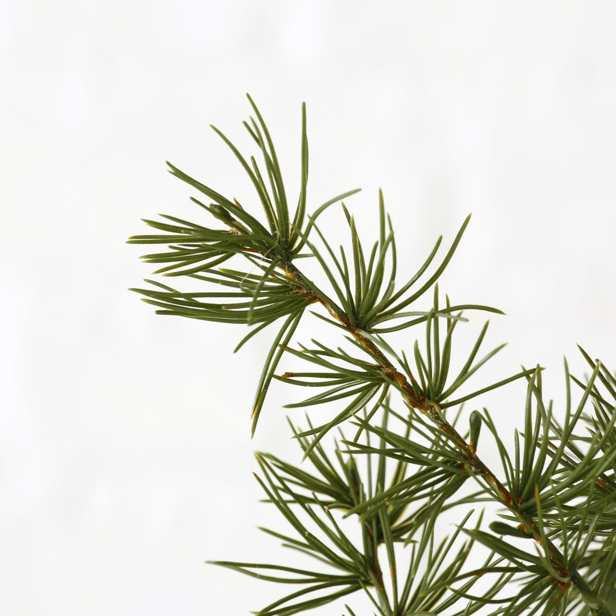Boltze home decoratietak pijnboom h62cm