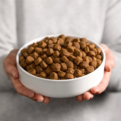 Smolke Dog Adult Grain -bez