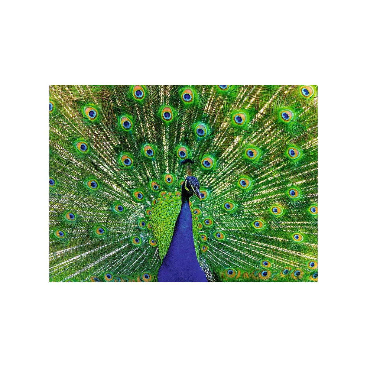 RAVENSBURGER JIGSAW Puzzle Animali colorati Pauw, 500st.