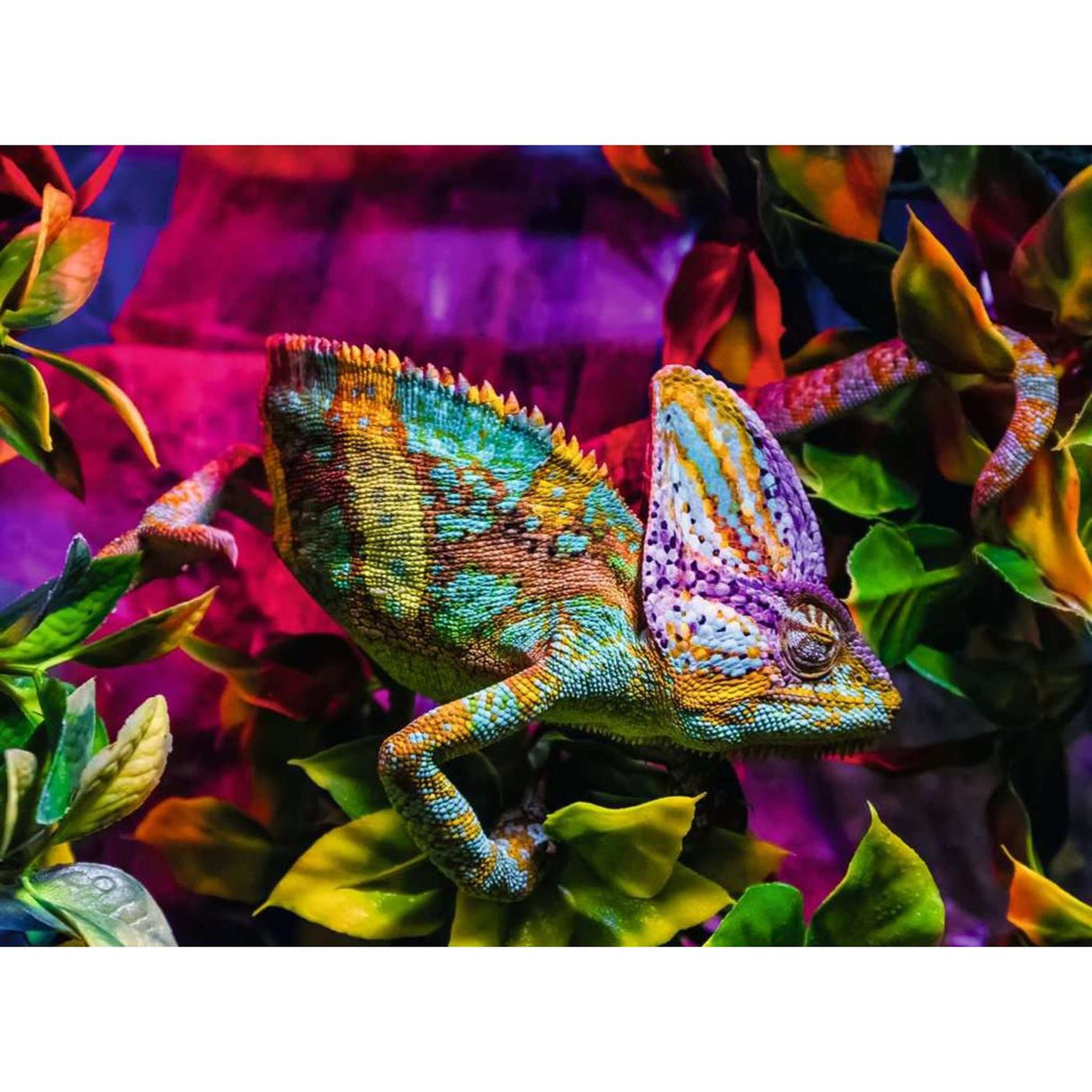 Ravensburger puzzle chameleon 500 ks