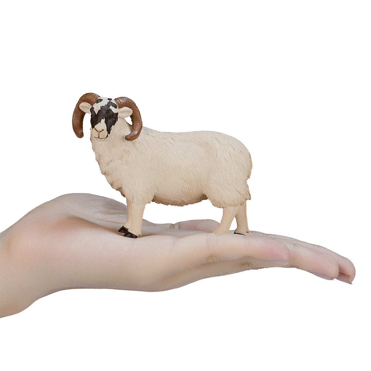 Mojo Ackerland Black Sheep Ram 387081