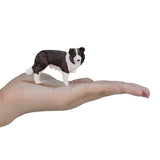 Mojo Ackerland Border Collie 387203