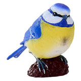 Sikorka modra Mojo - 381115