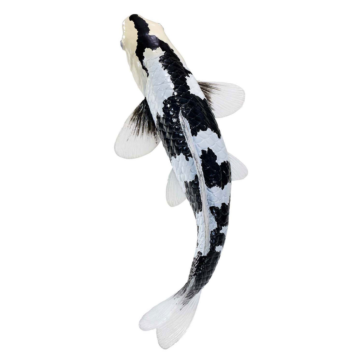 Mojo Senafe Koi Karper - Shiro Utsuri Koi - 381102