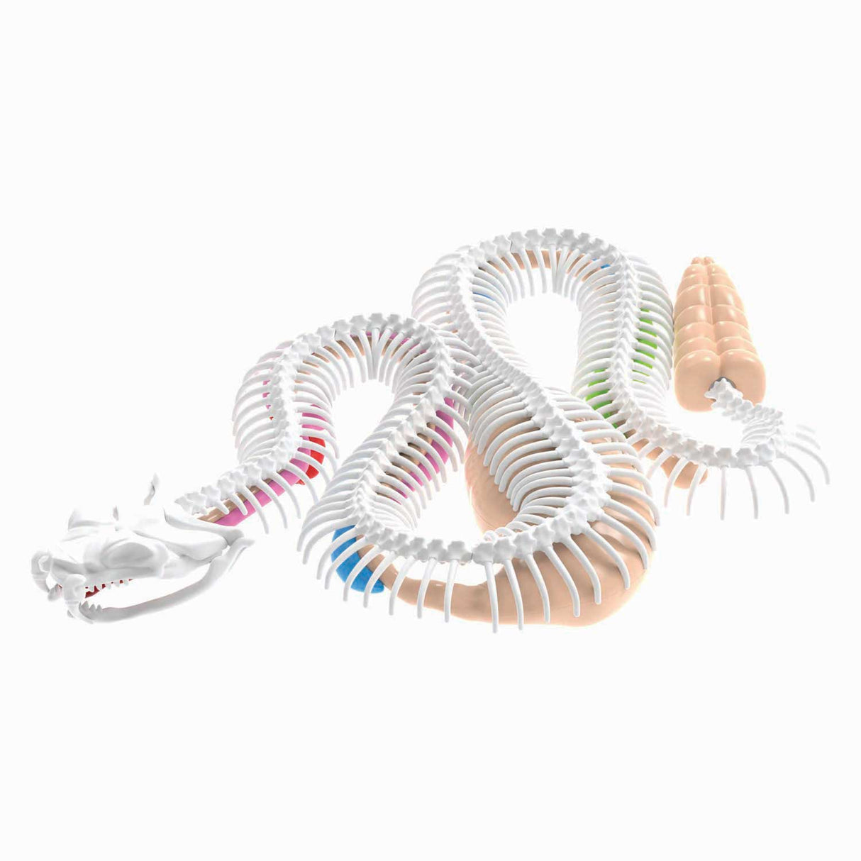 Dissect-it ontleed een ratelslang mega giftbox