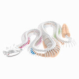 Dissect-it ontleed een ratelslang mega giftbox