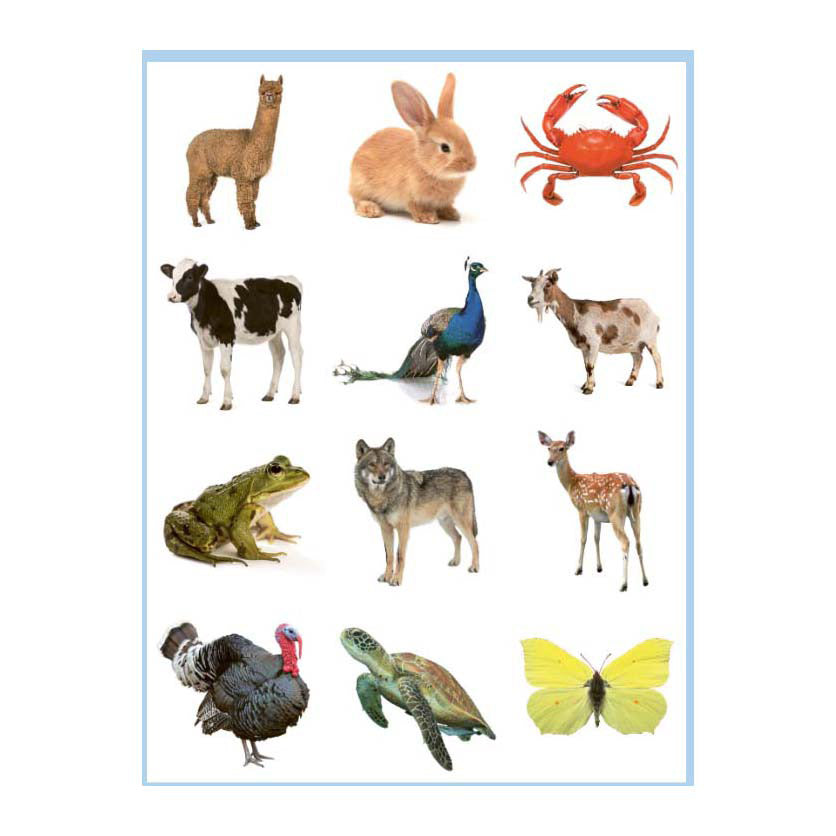Libro da colorare e adesivi dei dolci animali Delta
