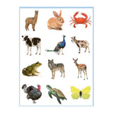 Libro da colorare e adesivi dei dolci animali Delta
