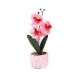 Art Orchid in pot 28 cm 6 assorti