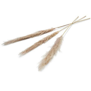 Pampas Dry flower 150 cm set of 3 natural