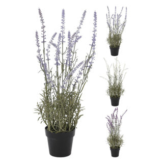 Lavender Plant in pot 46 cm assorti
