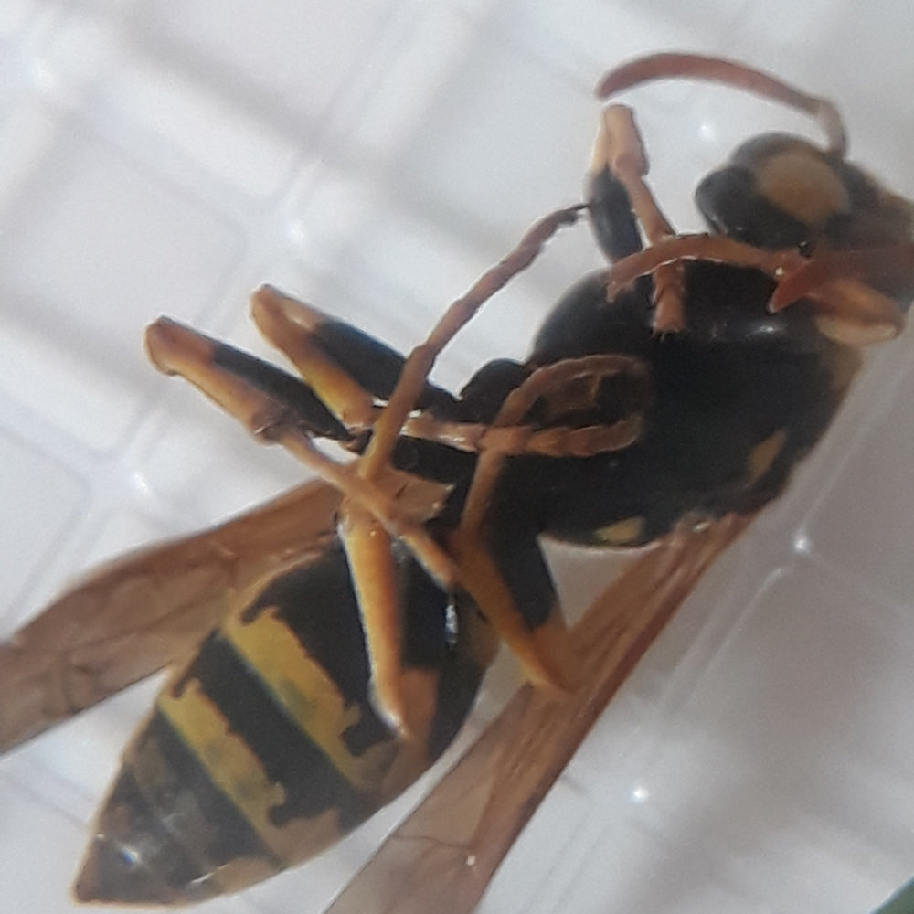 BAPTOEP BYOMIC BYO-BK0245 2X45MM