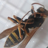 BAPTOEP BYOMIC BYO-BK0245 2X45MM