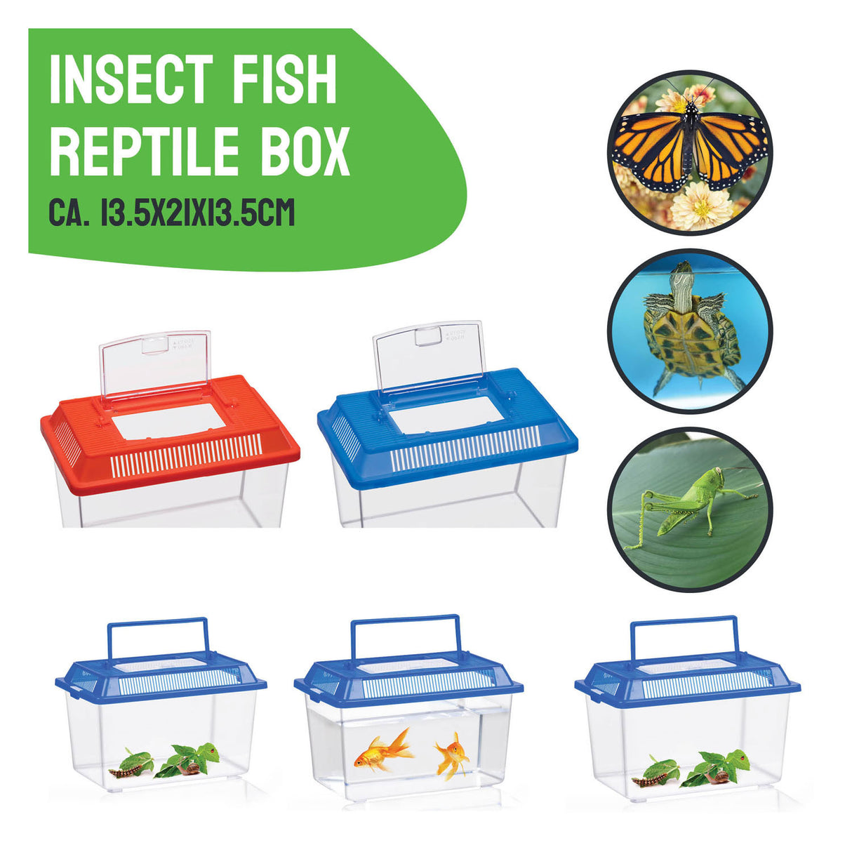 Insect box with lid