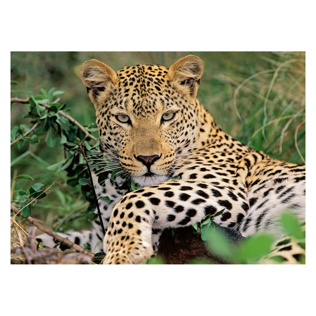 Ravensburger - Puzzle leopard 100th. XXL