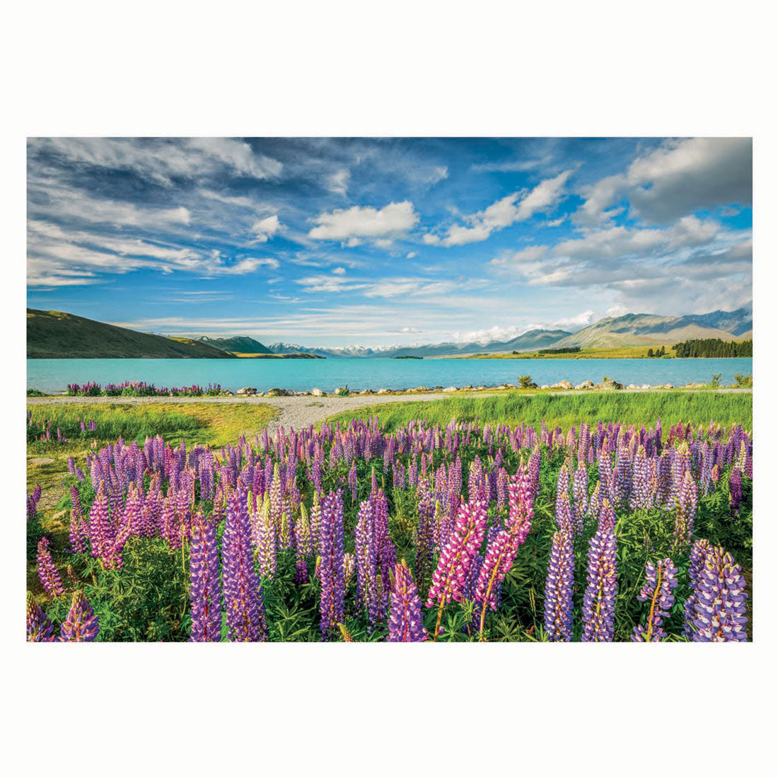 Fiori puzzle di Clementoni azzurro sul lago Tekapo, 1500st.