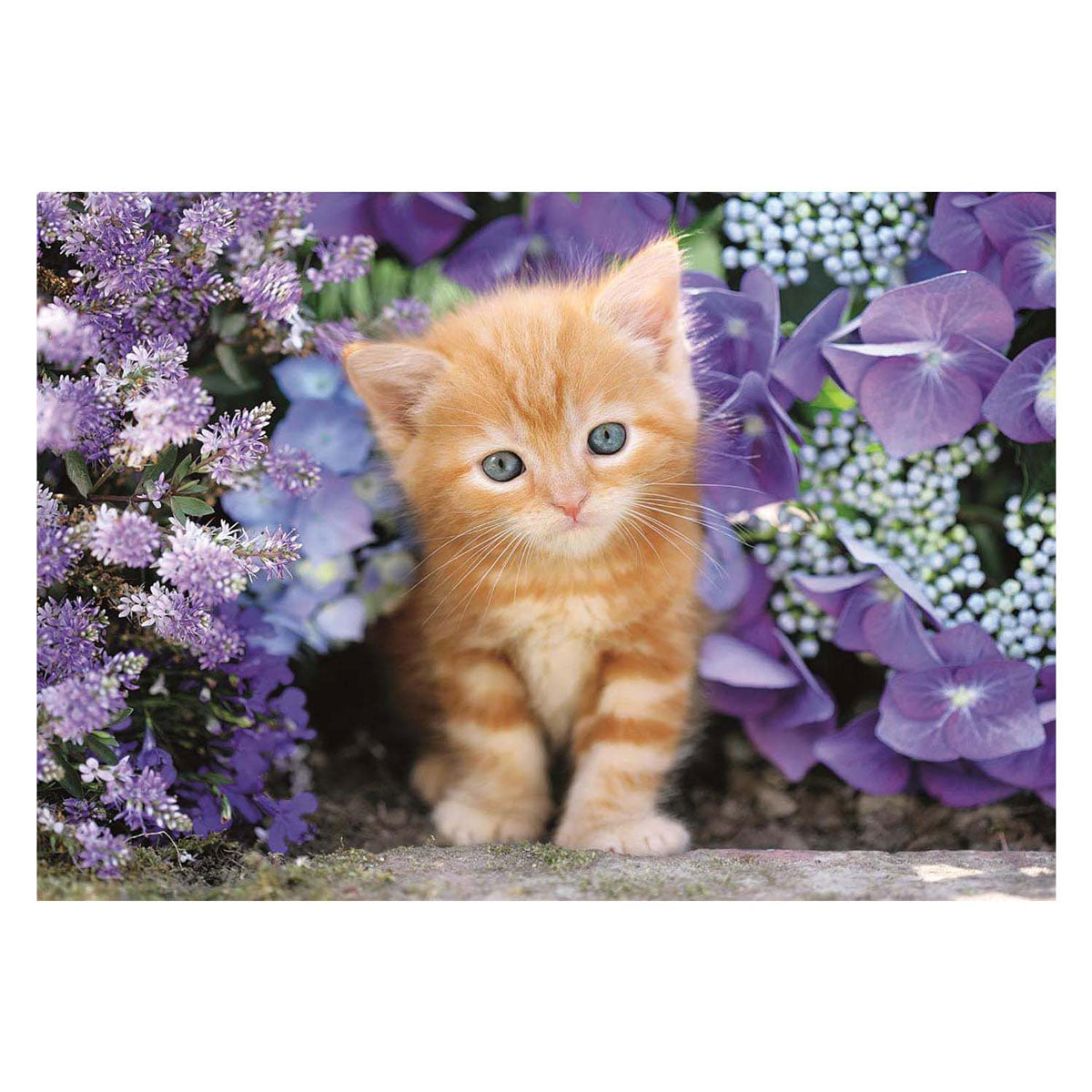 Clementoni Clemetoni Jigsaw Puzzle Ginger Cat, 500st.
