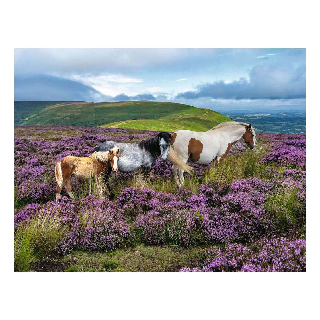 Ravensburger Jigsaw Puzzle Wild Horses in the Heather - 2000 pieces.