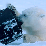 Explorer Cases 13513 Walizka czarna z pianką z pianką