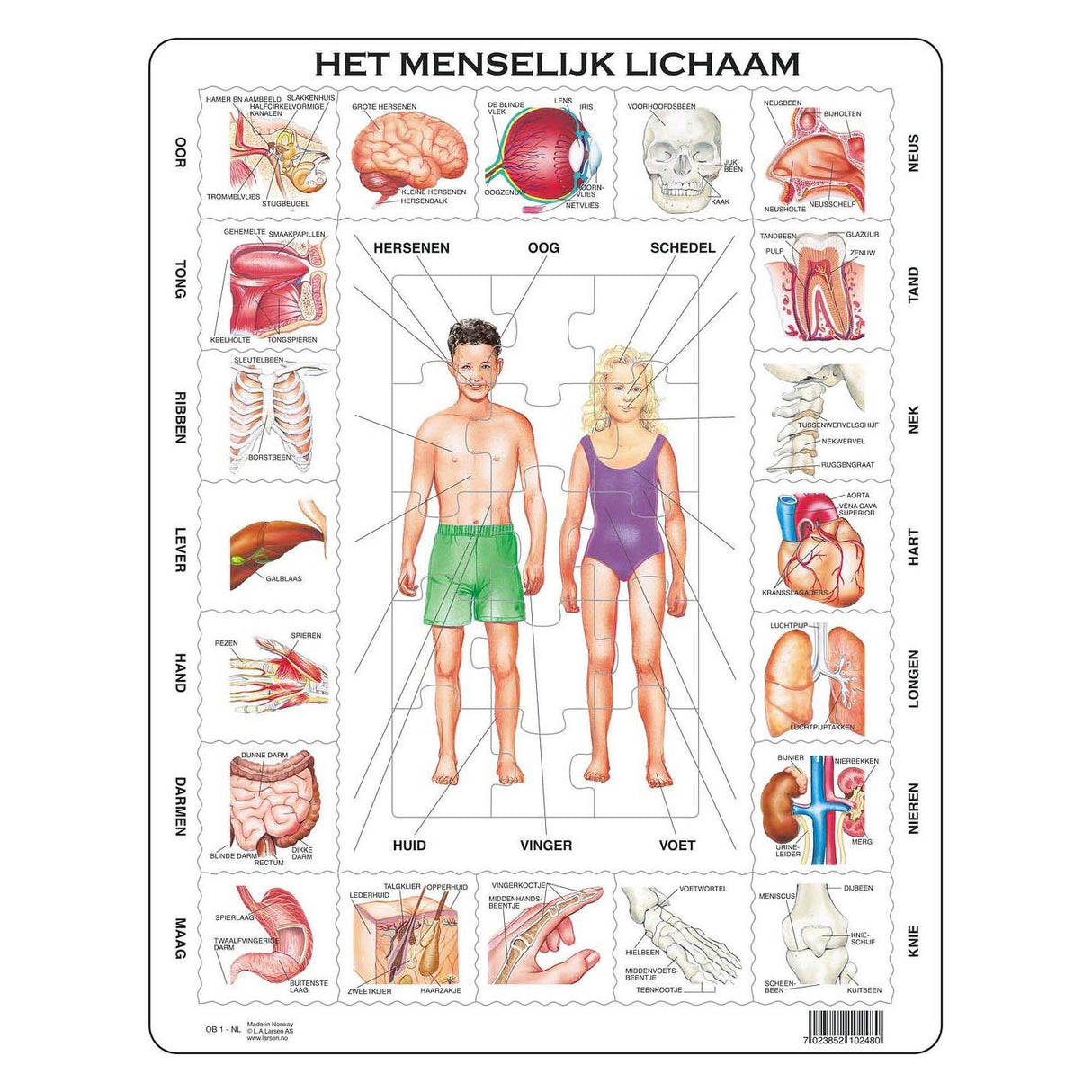 Selecta larsen o corpo humano, 35 unidades.