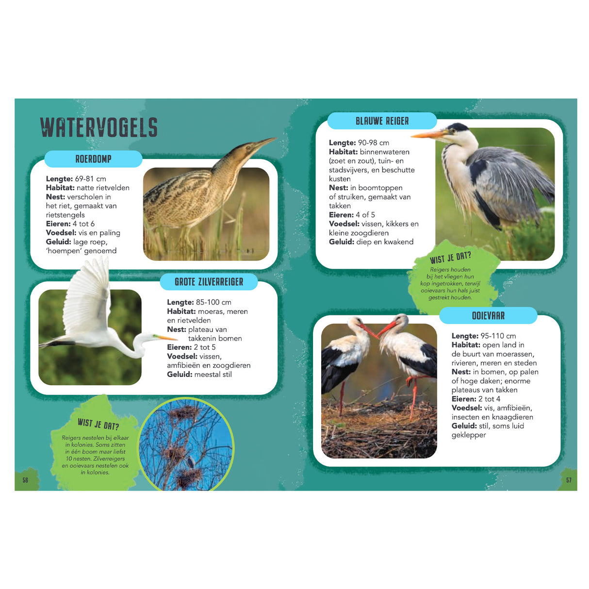 Rebo Publishers Vogels - Guide and Nature diary for children