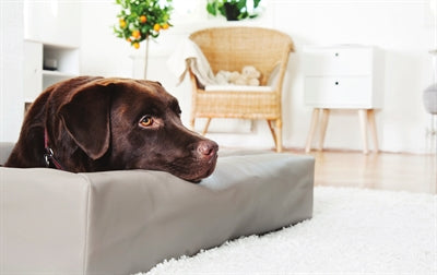 Bia seng kunstig læderovertræk hundekurv taupe