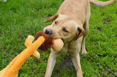 Veseli hišni divji levček