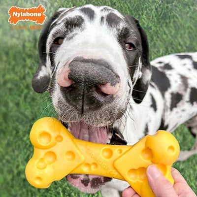 Nylabone dura žvečitvena sira kost