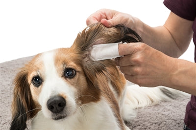 Trixie Ear Care Padings