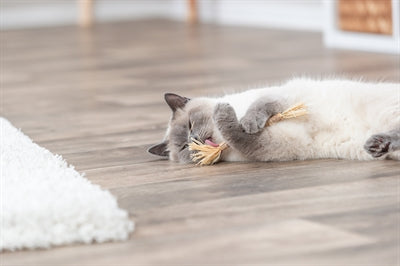 Trixie Matatabi bata le himill