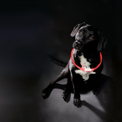 Trixie Collar USB Flash Light Luminous Luminous Rechargable TPU Red