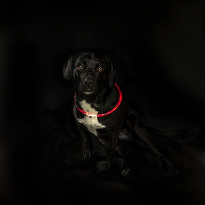 Trixie krage USB Flash Light lysande laddningsbar TPU röd