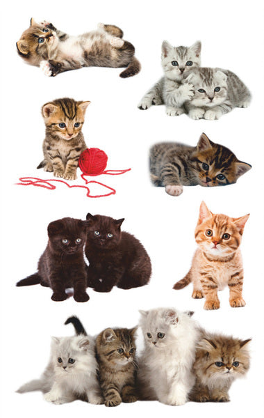 Avery AV-55971 Paper label Z-Design Kids Pakje A 3 sheet of cats Photo