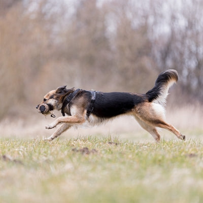 Veicolo artificiale fittizio snack trixie