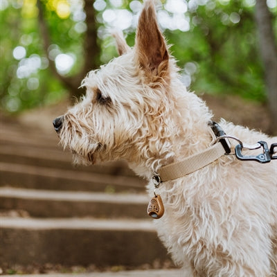 Tickless Eco Teek and Vlo defense for dog and cat Brown