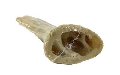 PETSNACK HOORN CORE