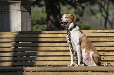 Morso dog povodca je recikliral polno kovinsko pasjo rjavo