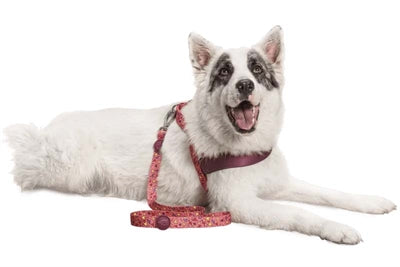Morso hund snor genanvendt lyserød tænk lyserød
