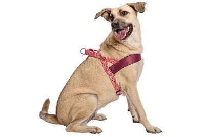 Morso norsk hund hardere resirkulert rosa tenk rosa
