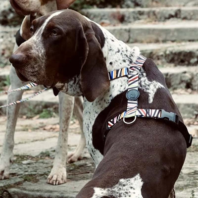 Harness de chien Morso H-Her Incident de spaghetti recyclé