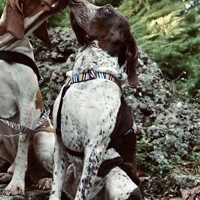 Morso Hundegeschirr, H-Geschirr, recycelter Spaghetti-Vorfall