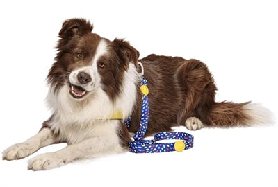 Morso dog leash recycled color invaders purple