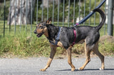 Morso Dog Haren H-Her genanvendt strømstrøm sort sort