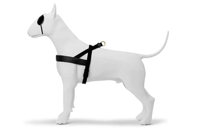 Morso Norwegian dog harness recycled gold caviar gold