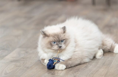 Trixie marine animal plush with catnip assorti
