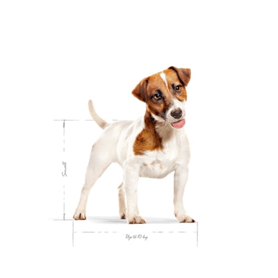 Mini adulte royal canin