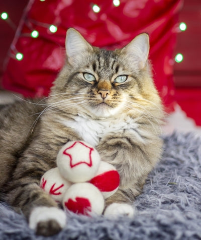 Cupid Comet ullkuler