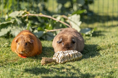 Trixie carrot grass
