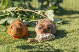Trixie carrot grass