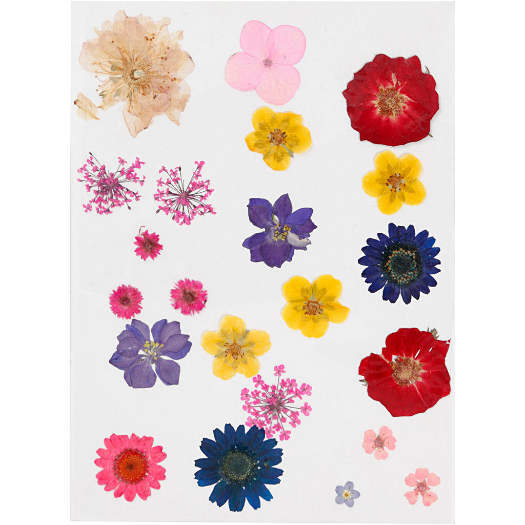 Creativ Company Dried flowers and leaves Various colors